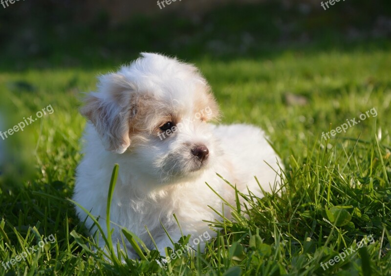 Dog Puppy Cotton Tulear Petit White