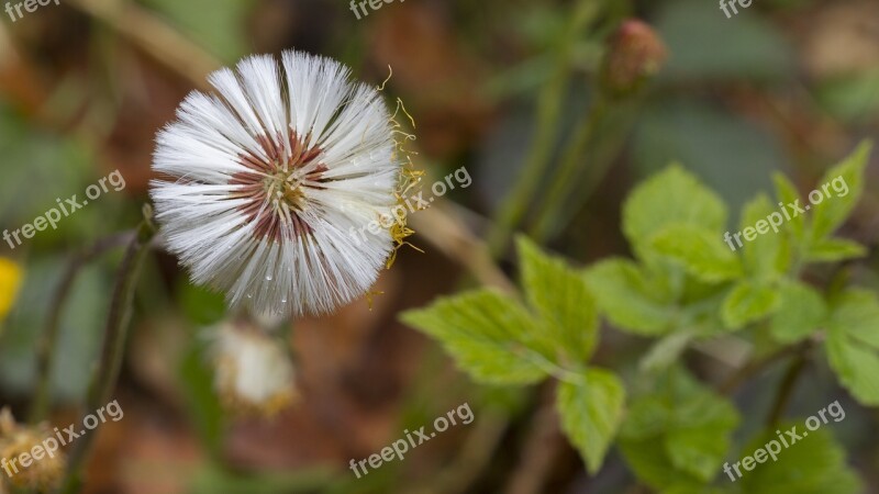 Nature Faded Seeds Was Tussilago Farfara Free Photos