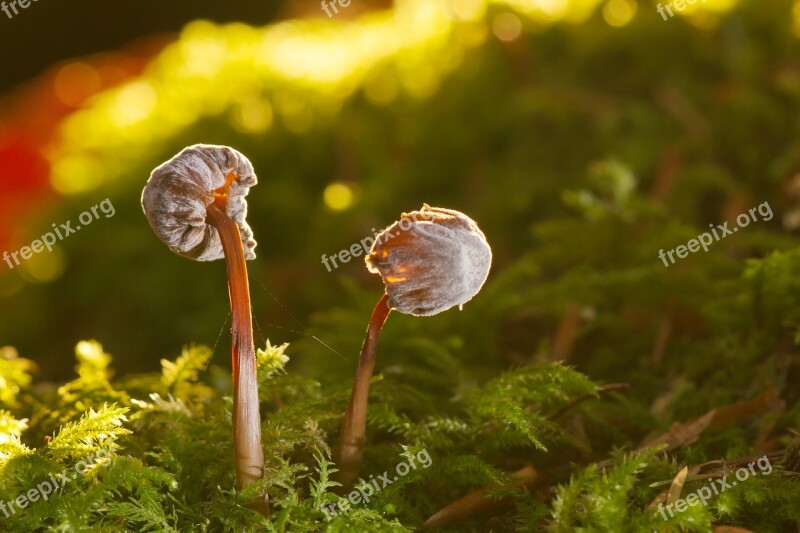 Mushroom Moss Sponge Small Mushroom Close Up