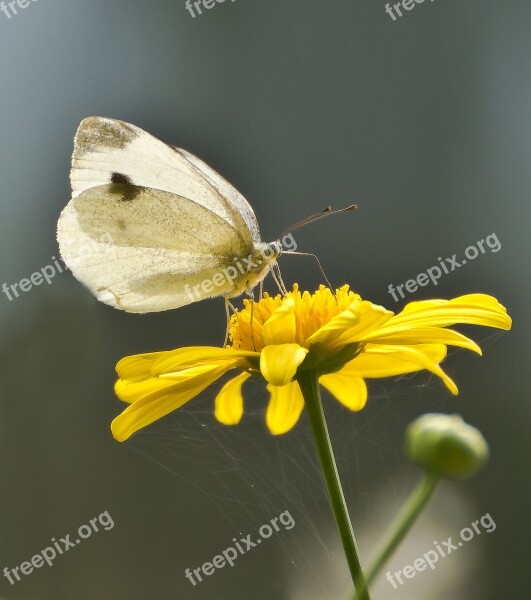 White White Ling Butterflies Insect Butterfly