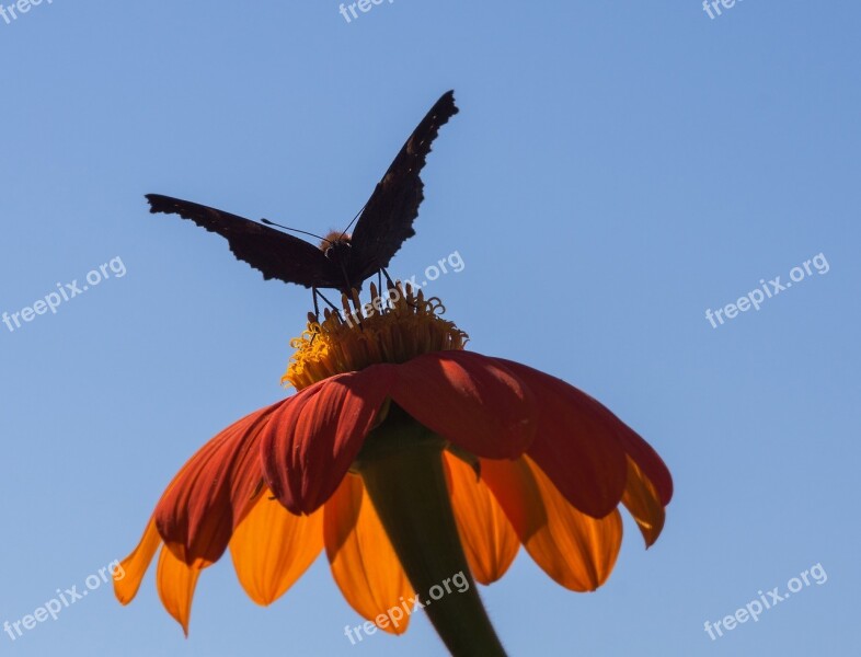 Mexican Sunflower Flower Summer Nature Garden