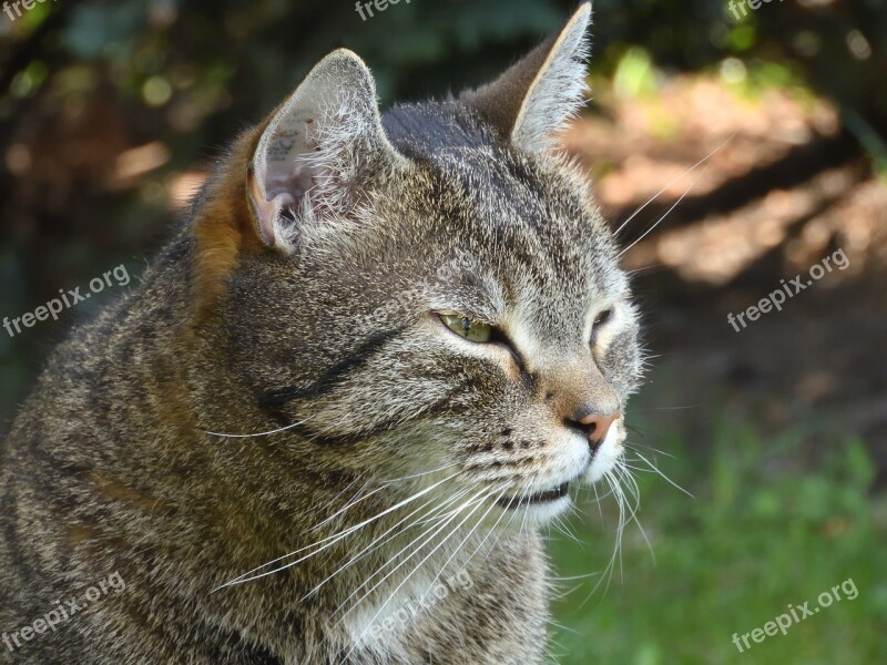 Cat Face Domestic Cat Cat Face Garden