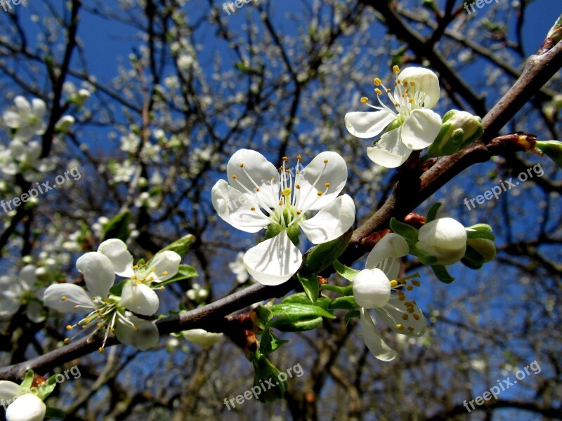 Plum Blossom Fruit Tree Blossom Free Photos