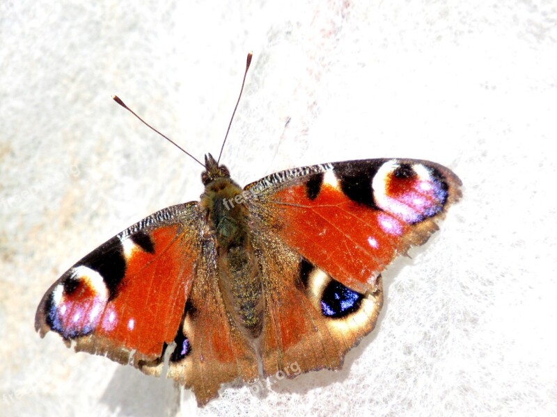 Peacock Butterfly Butterfly Peacock Edelfalter Free Photos