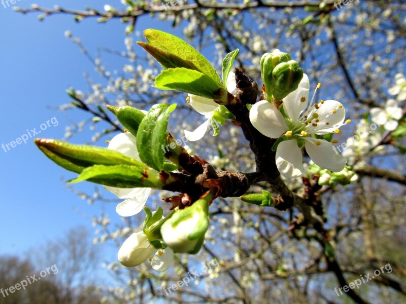 Plum Blossom Plum Tree Fruit Tree Blossom Free Photos