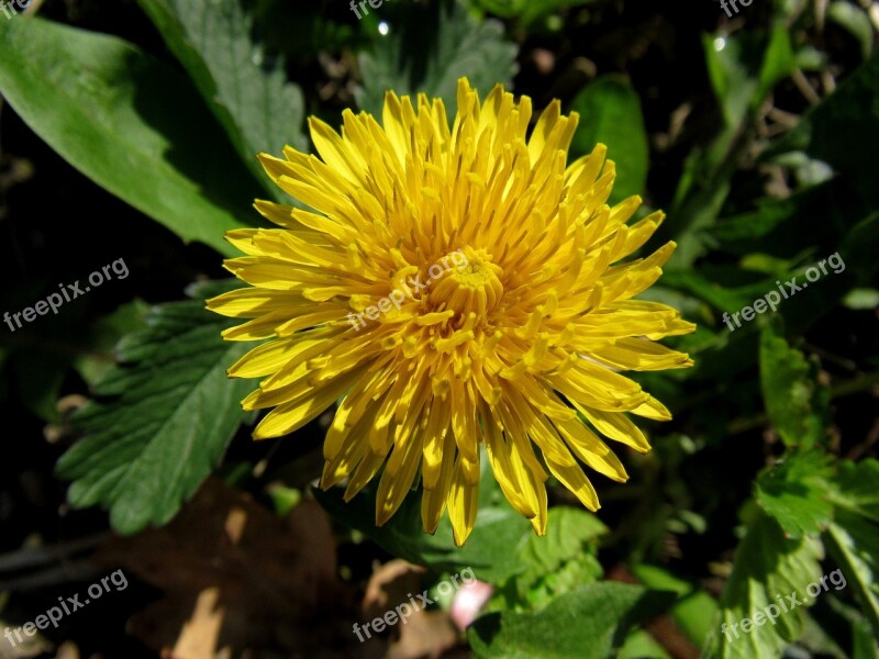 Dandelion Taraxacum Sect Ruderalia Common Dandelion Inflorescence