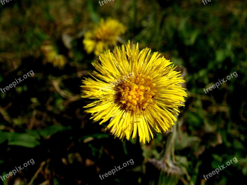 Tussilago Farfara Medicinal Plant Asteraceae Tussilago Free Photos