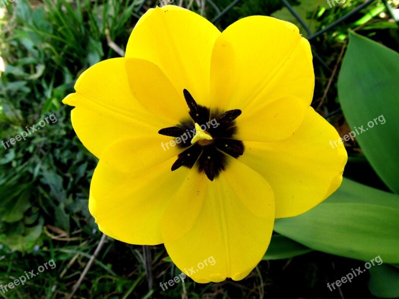 Yellow Tumor Open Tulip Blossomed Flowers Open Flower