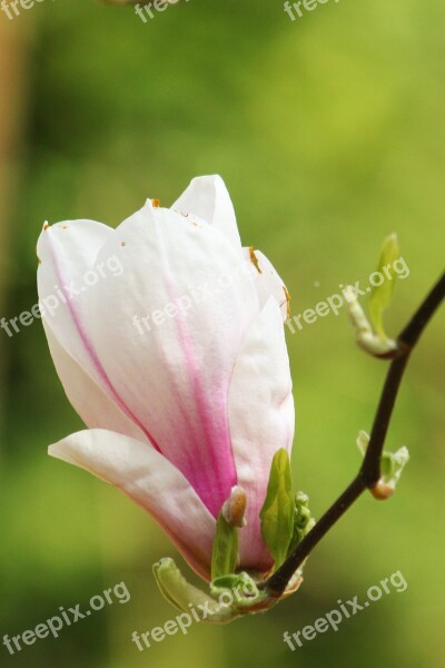 Magnolia Blossom Bloom Spring Pink