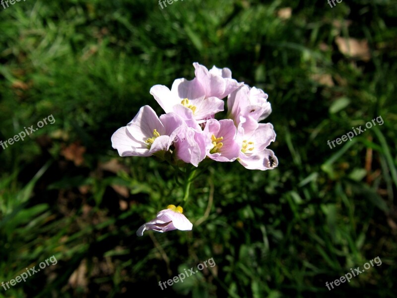 Smock Salad Flower Wild Herb Free Photos