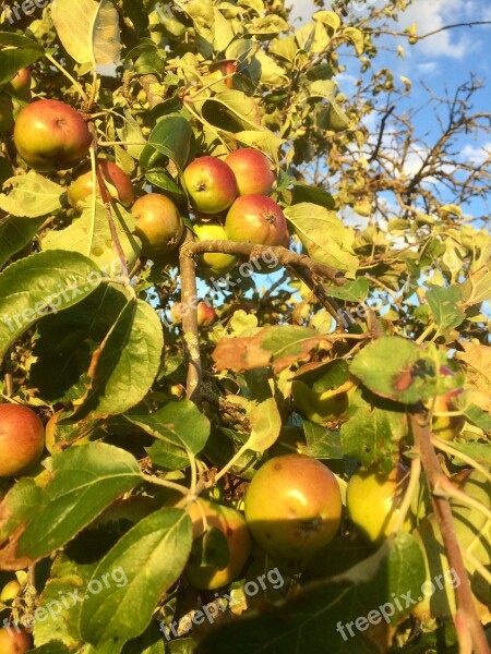 Fruits Fruit Fruit Tree Apple Boskop