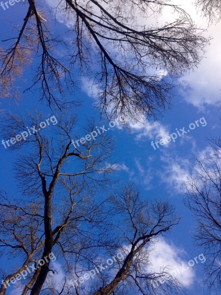 Sky Blue Trees Clouds Blue Sky