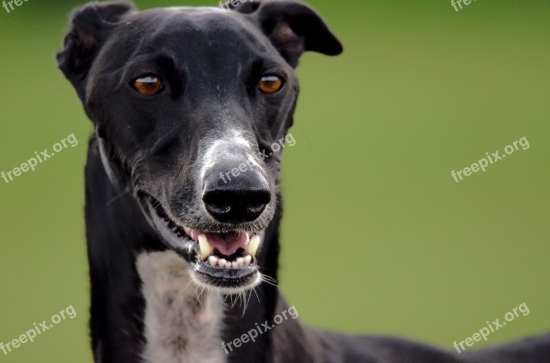 Greyhound Galgo Dog Head Black Dog Teeth Ground Down