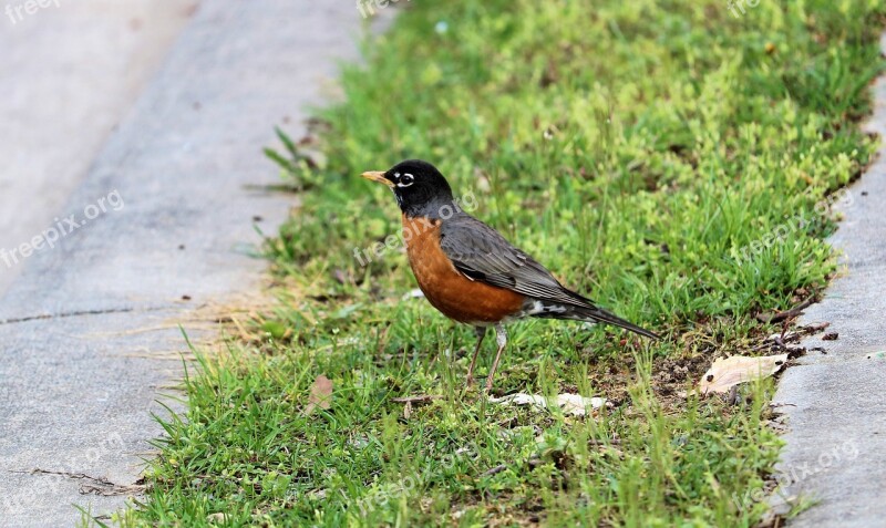 Robin Spring Bird Nature Wild