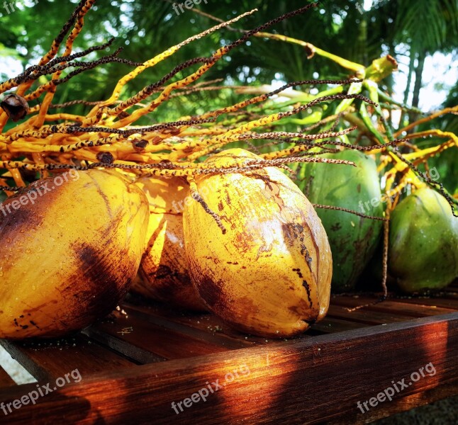 Coconut Tropical Fruit Food Healthy Exotic