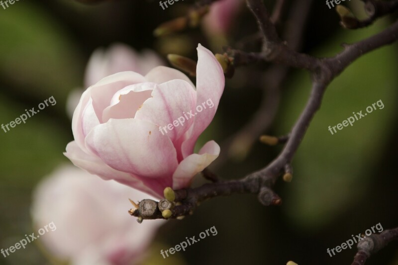 Magnolias Spring Flowers Nature Twigs