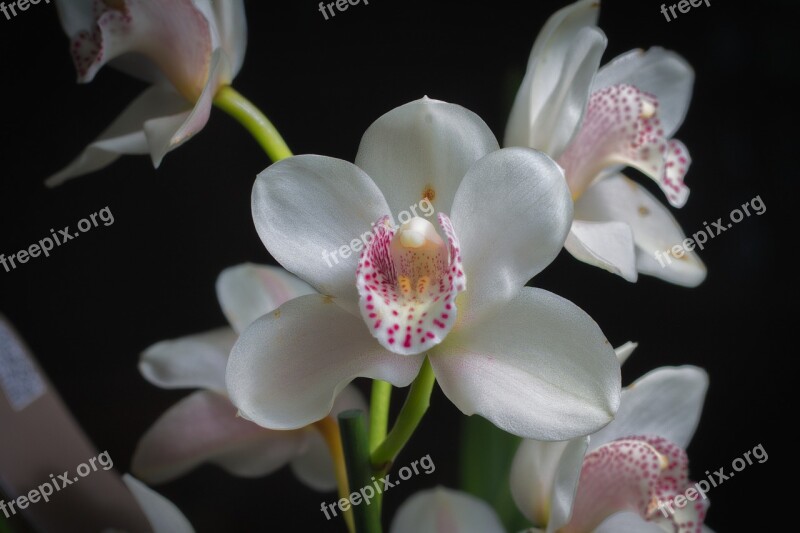 Orchid Flower Plant Nature Exotic Flower