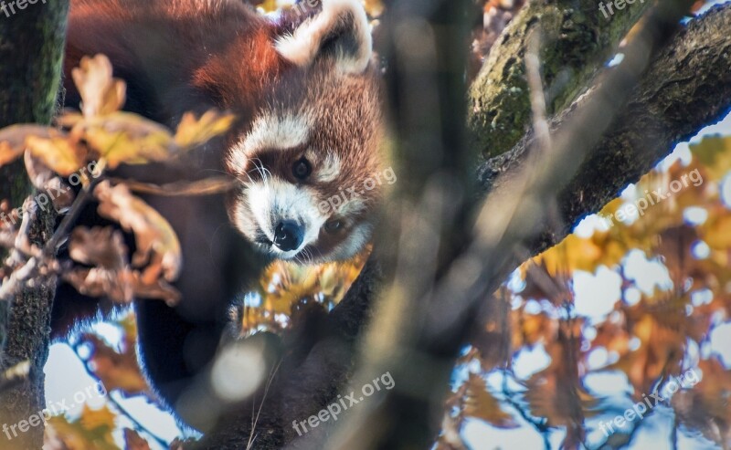 Red Panda Cute Climbs Tree Autumn