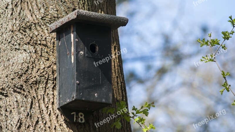 Nest Box Birdhouse Forest House Nature