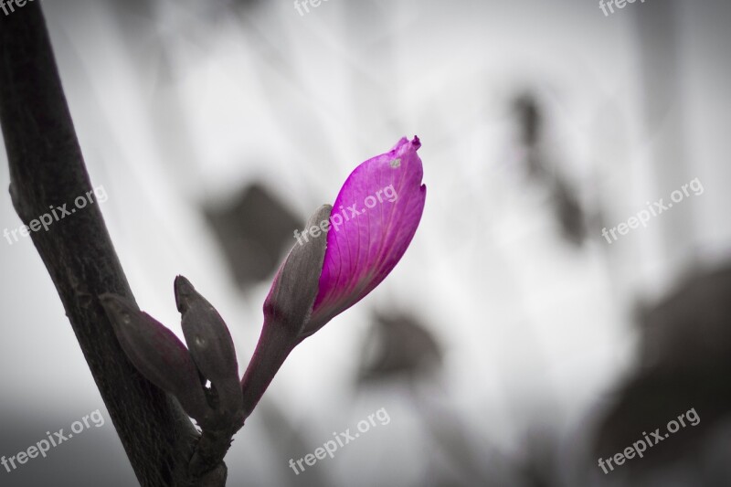 Flower Nature Garden Macro Violet