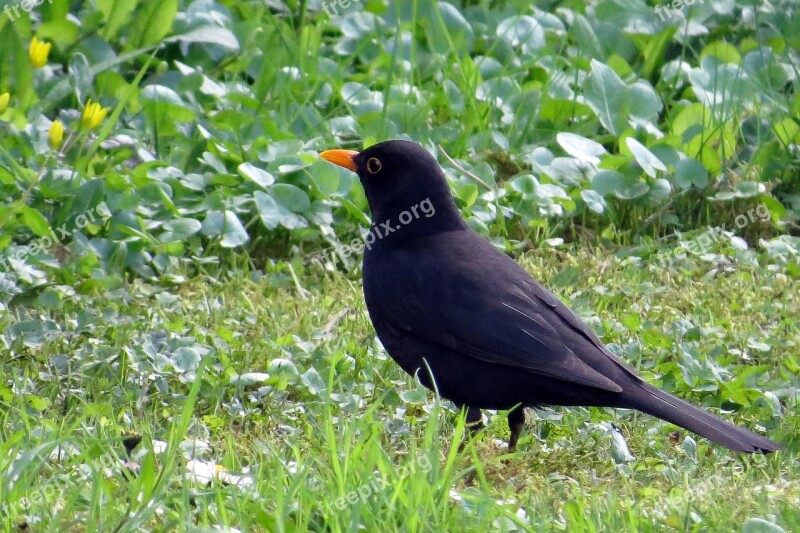 Bird Blackbird Meadow Spring Free Photos