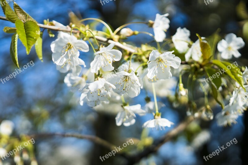 Cherry Tree Cherry Blossom Blossom Bloom White Blossom