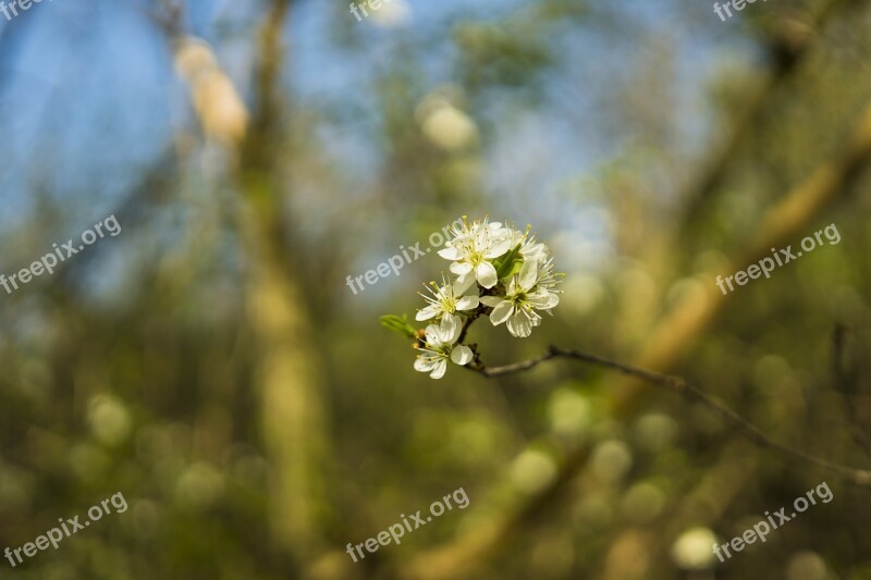 Cherry Tree Cherry Blossom Blossom Bloom White Blossom