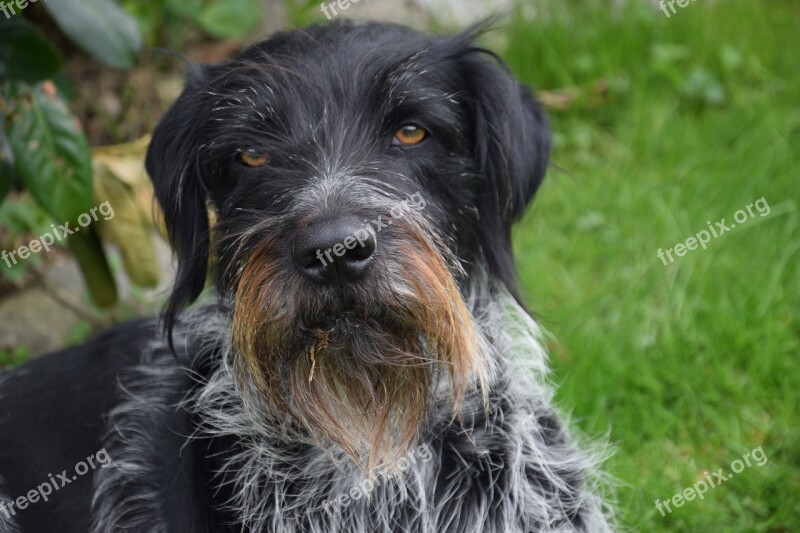 German Wirehaired Dog Purebred Dog Hunting Dog Dog Head