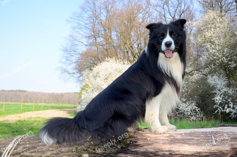 Boder Collie Dog Herding Dog Purebred Dog British Sheepdog