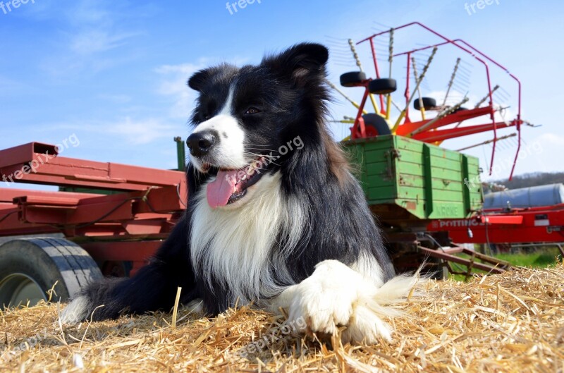 Boder Collie Dog Herding Dog Purebred Dog British Sheepdog