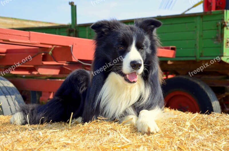 Boder Collie Dog Herding Dog Purebred Dog British Sheepdog