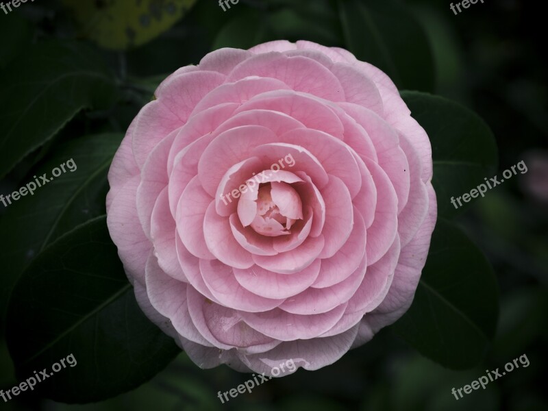 Flowers 姫椿 Camellia Free Photos