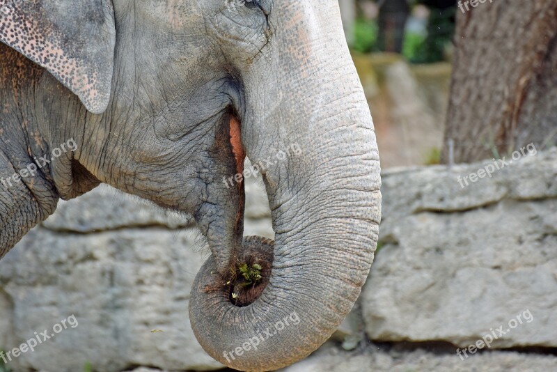 Elephant Animal Proboscis Mammal Fold