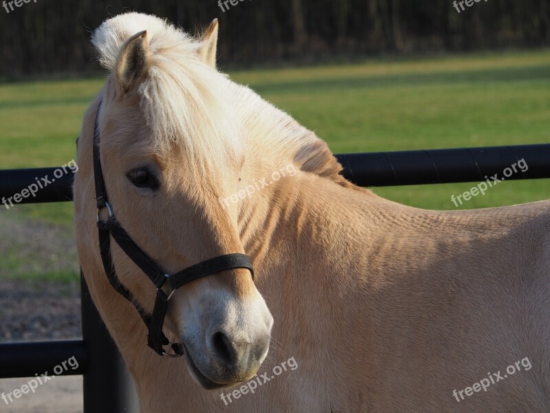 The Horse Koník Offspring Horses Pony