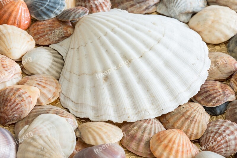 Sea Shells Shells Sea Sea Shell Ocean