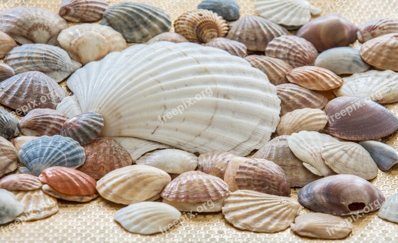 Sea Shells Shells Sea Sea Shell Ocean