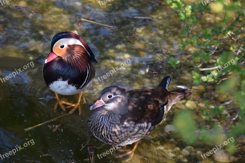 Mandarin Ducks In Pairs Colorful Plumage Nature