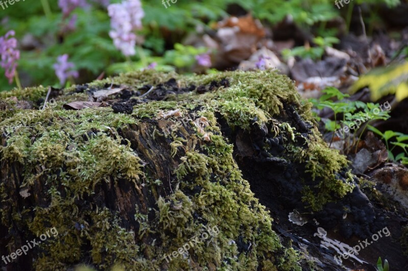 Tree Stump Old Rot Nature Overgrown