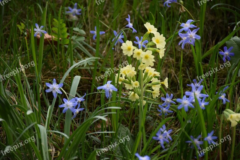 Cowslip Spring Bloom Yellow Meadow