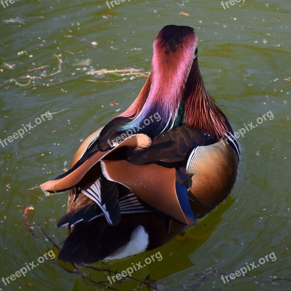 Mandarin Ducks Colorful Nature Animal Water Bird