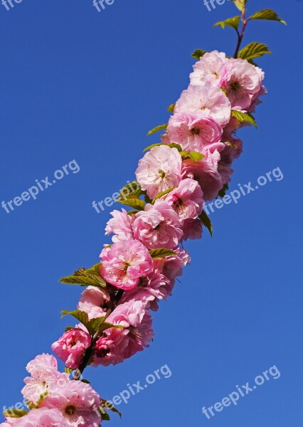 Almond Blossom Branch Flowers Leaves Foliation