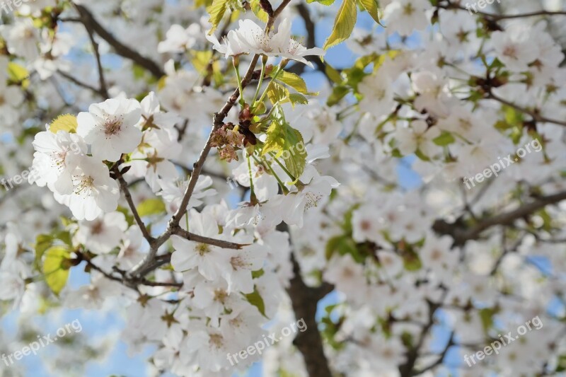 Cherry Blossom Sky Spring Flowers Spring Flowers