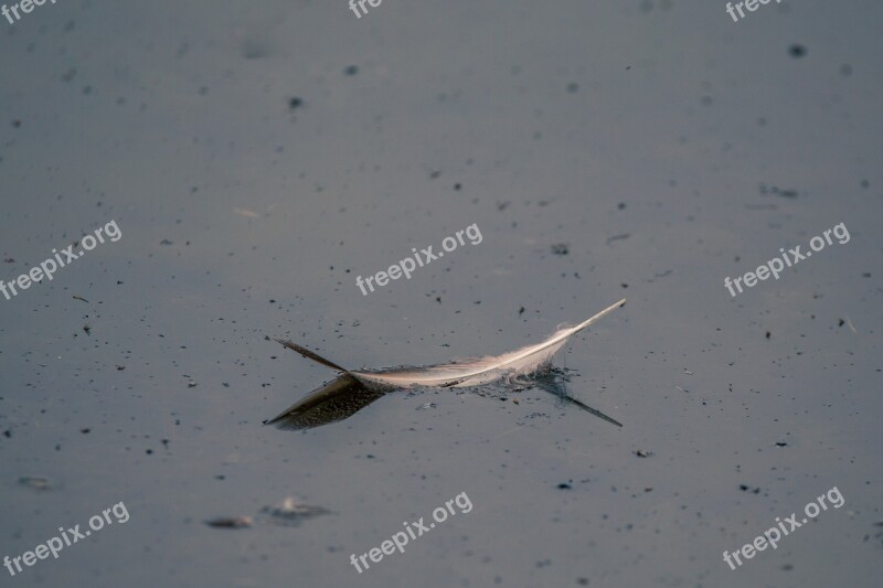 Bird Feather Lost Swim Lake Pond