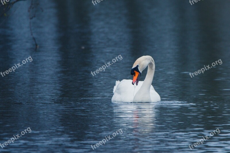 Swan Water Bird Swim Lake Pond