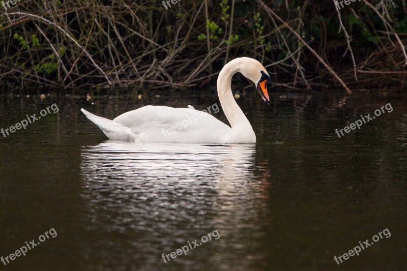 Swan Water Bird Swim Lake Pond