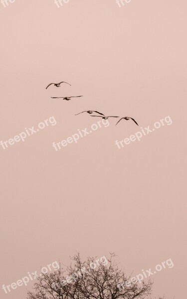 Wild Geese Goose Geese Flying Flight