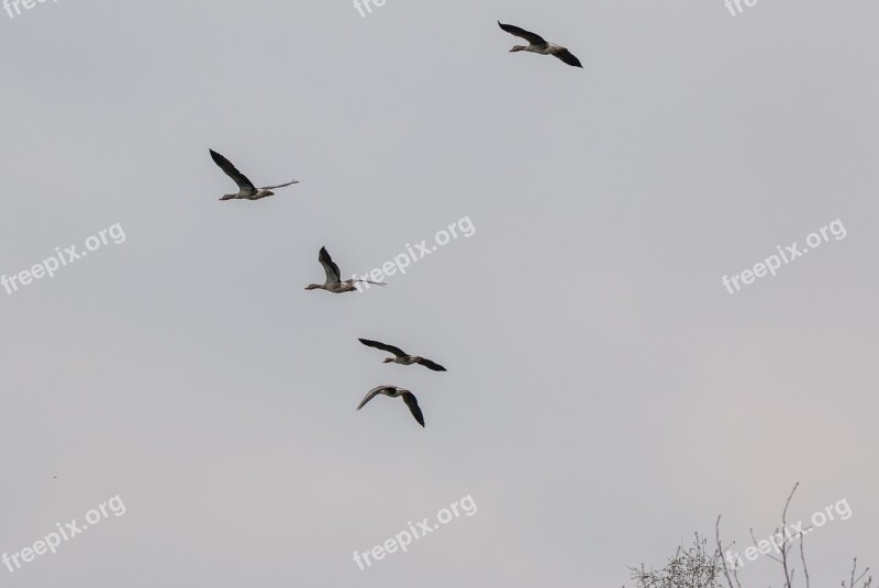 Wild Geese Goose Geese Flying Flight