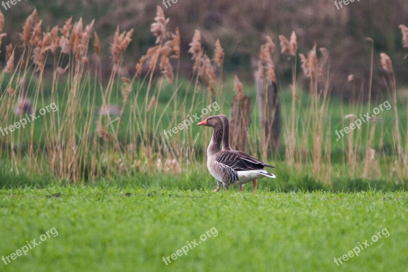 Wild Geese Goose Geese Meadow Wild Goose