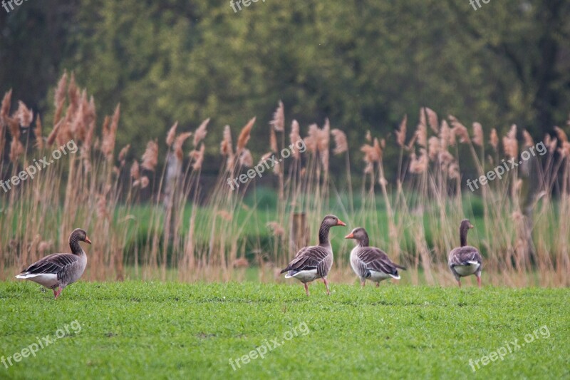 Wild Geese Goose Geese Meadow Wild Goose