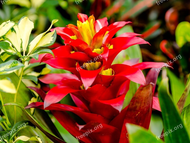 Flower Red Yellow Nature Plant